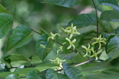Chukrasia tabularis